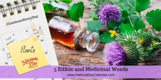 5 Edible and Medicinal Weeds