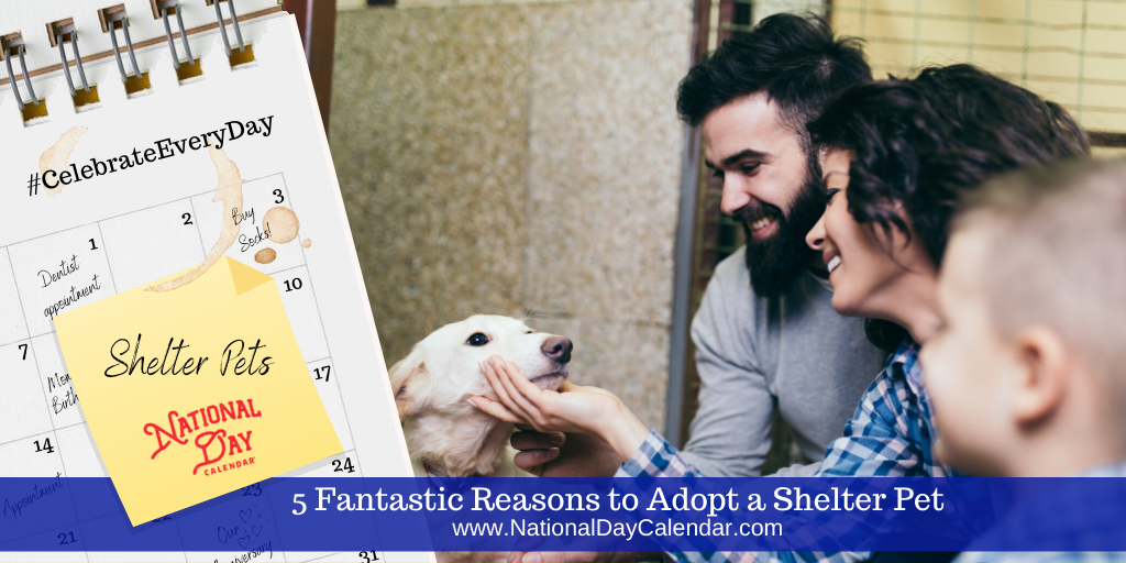 5 Fantastic Reasons to Adopt a Shelter Pet